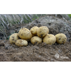 SĖKLINĖS BULVĖS ADORA 5KG