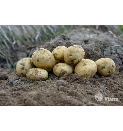 SĖKLINĖS BULVĖS ADORA 5KG