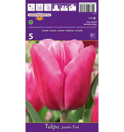 TULPĖS JUMBO PINK