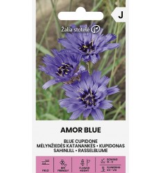 KATARANKĖS MĖLYNŽIEDĖS AMOR BLUE