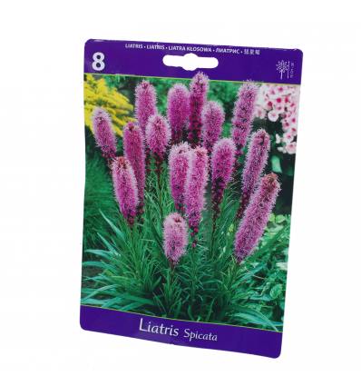 LIATRIAI LIATRIS SPICATA